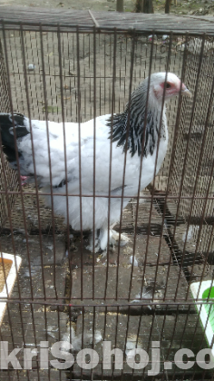 আমেরিকান ব্রামহা মুরগি